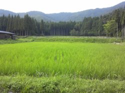 画像2: [どっぽ村のお米]コシヒカリ玄米5kg（減農薬）