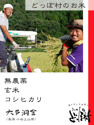 画像1: [どっぽ村のお米]コシヒカリ玄米30kg（無農薬）配送限定・宅配不可